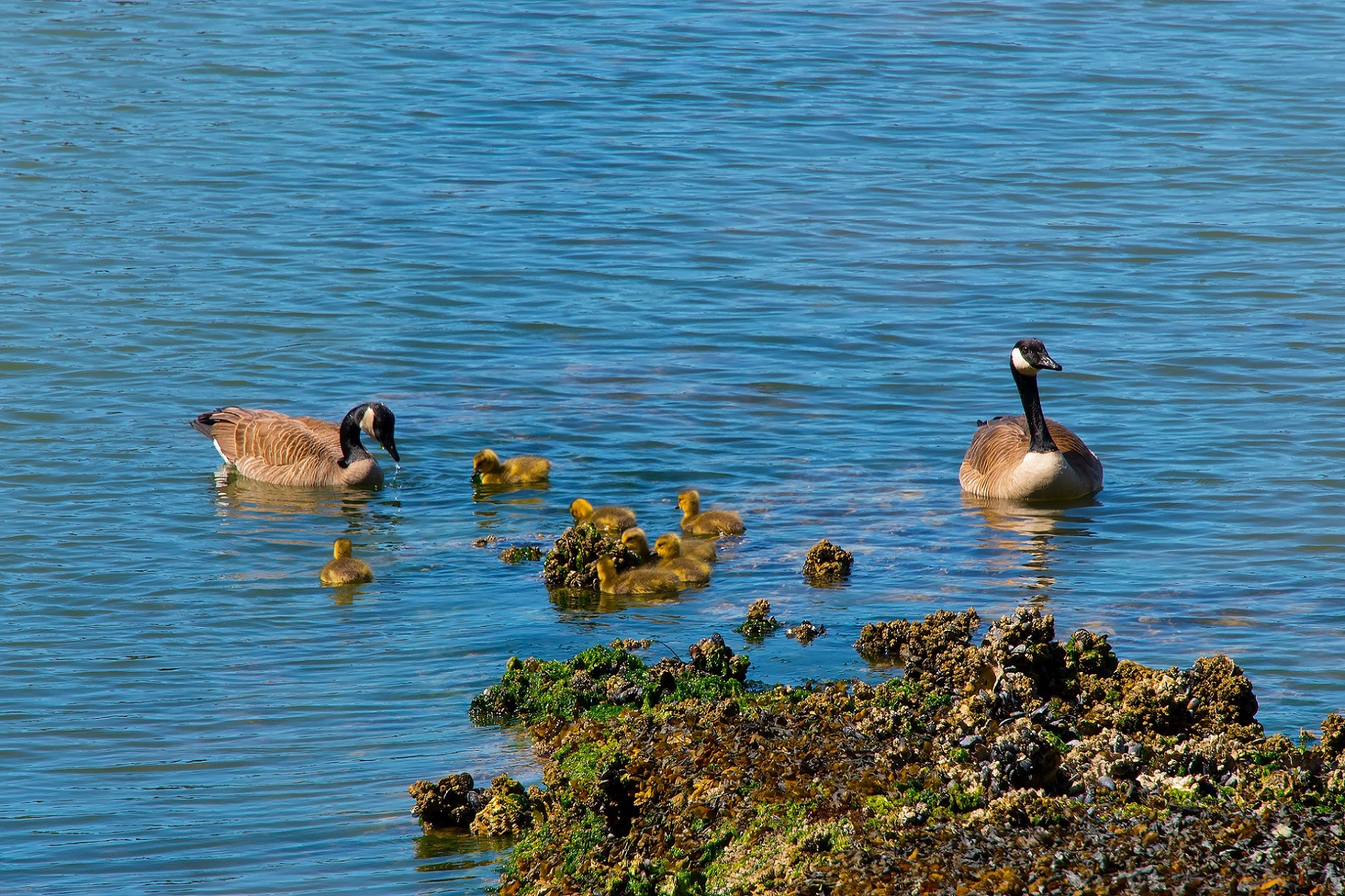 West Vancouver Water Front Homes
