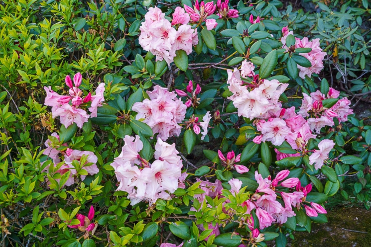 West Vancouver Real Estate